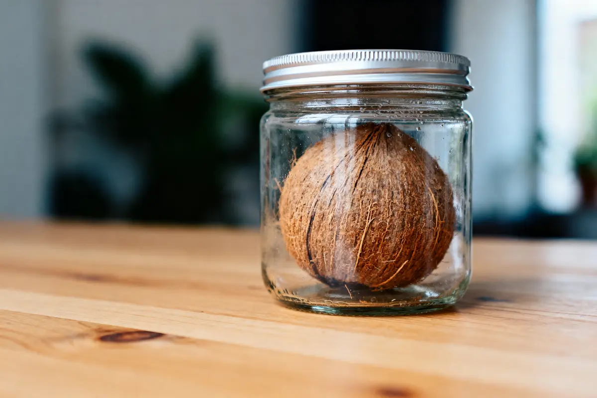 Conservation d’un rocher Coco : astuces, durée et méthodes faciles