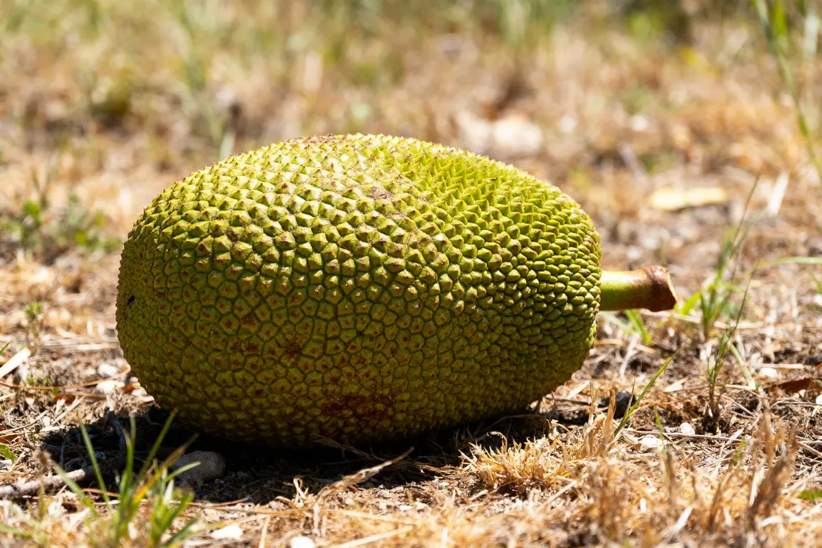 Fruit en Z : liste complète et bienfaits exceptionnels