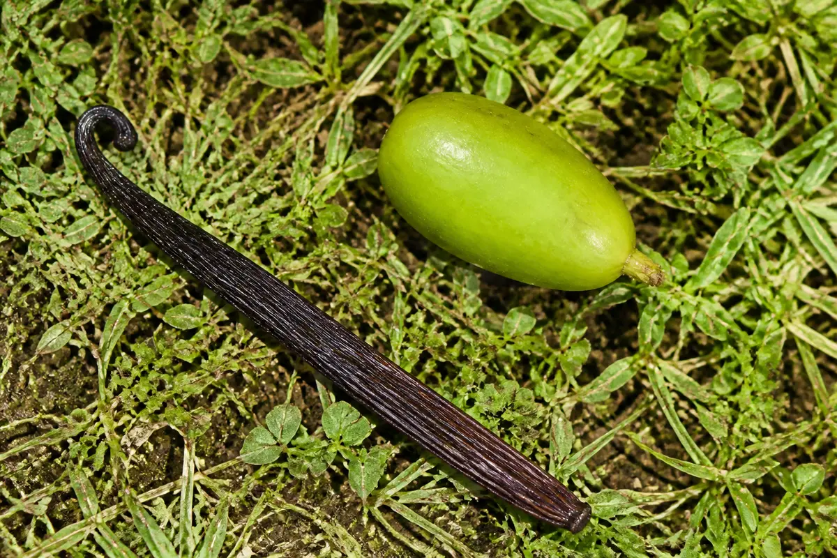 Fruits et légumes en V : liste complète et à découvrir
