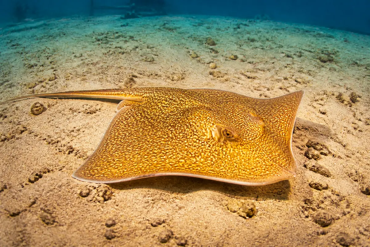 Raie dorée : Découvrez tout sur ce poisson fascinant
