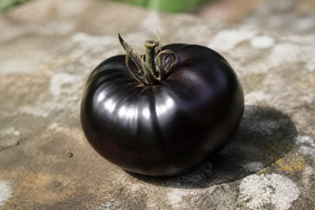 Fruit noir : bienfaits, usages et variétés à découvrir